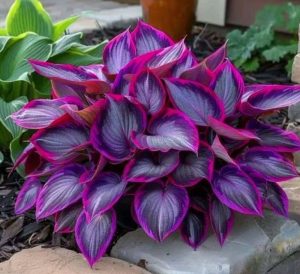 Хоста Сикрет Гарденс купить по цене от 549р. в интернет-магазине «Посадика» с доставкой почтой в в Мелеузе и по всей России – [изображение №1].