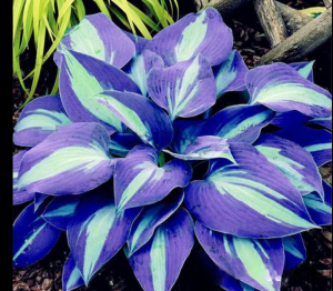 Хоста Аурелия купить по цене от 450р. в интернет-магазине «Посадика» с доставкой почтой в в Мелеузе и по всей России – [изображение №1].