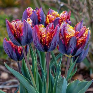 Тюльпан Опал Дрим купить по цене от 207р. в интернет-магазине «Посадика» с доставкой почтой в в Мелеузе и по всей России – [изображение №1].